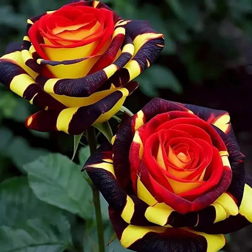 20pcs rare rose firebird - rare, 'firebird'